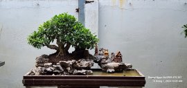 Si  rẻ đẹp bền mại do mại do anh em ơi