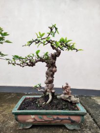 Mct nu đột biến - hàng để bàn
