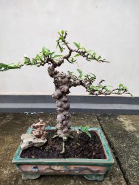 Mct nu đột biến - hàng để bàn