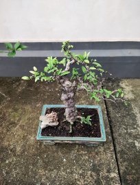 Mct nu đột biến - hàng để bàn