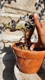 Linh sam đảo rin đồ chơi nét xịn .nhỏ nhưng chất
