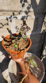 Linh sam đảo rin đồ chơi nét xịn .nhỏ nhưng chất