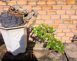 Linh sam trắng phớt hồng rin