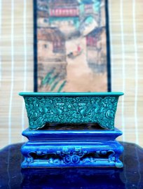 Năm rồng giao lưu chậu rồng. Mời ae