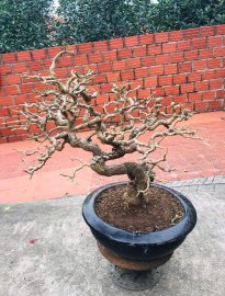 Tp tím huế hàng đồ chơi