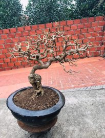Tp tím huế hàng đồ chơi