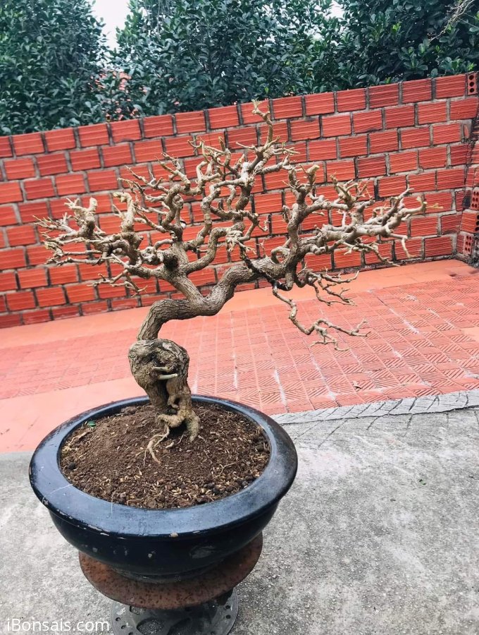 Tp tím huế hàng đồ chơi