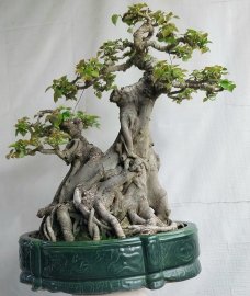 Bồ đề đọt đỏ Bình Định