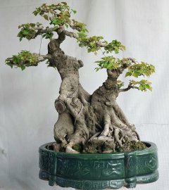 Bồ đề đọt đỏ Bình Định
