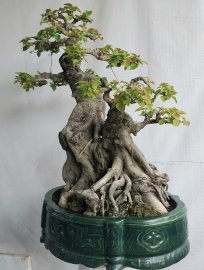 Bồ đề đọt đỏ Bình Định