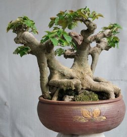 Bồ đề