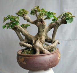 Bồ đề