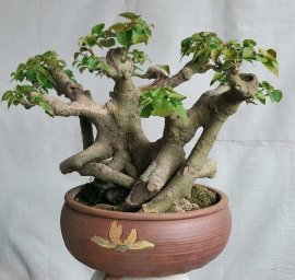 Bồ đề