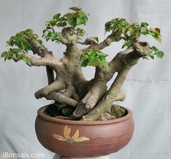 Bồ đề
