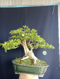 Nguyệt quế chia sẻ ace ạ!