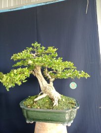 Nguyệt quế chia sẻ ace ạ!