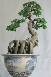 Lộc vừng hình thú