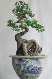 Lộc vừng hình thú