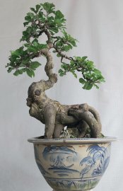 Lộc vừng hình thú