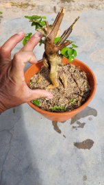 Sam ngọc mini lá nhỏ rất duyên