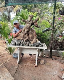 Cây ngũ gia bì phối đá rất đẹp và giá trị