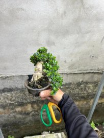 Sam trái cay thuần chậu ae thích ib e