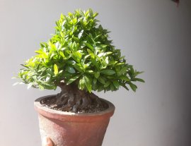 Em Trang vàng lùn lực...