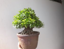 Em Trang vàng lùn lực...