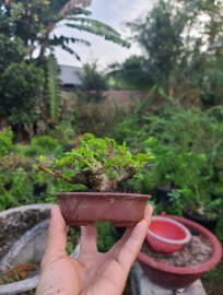 Em mct lá lớn nhỏ xinh...400k..