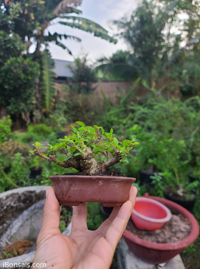 Em mct lá lớn nhỏ xinh...400k..