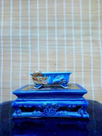 Giao lưu ae