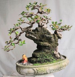 Si búp đỏ ký san hô