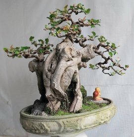 Si búp đỏ ký san hô