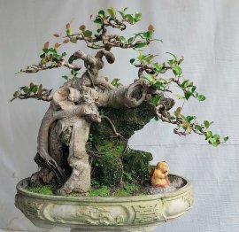 Si búp đỏ ký san hô