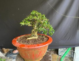 Sam trái già khú ae về lên chậu chơi