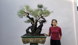 Phi lao hàng già chát