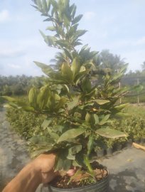 Mai vàng, chậu C8, cây nhiều nụ