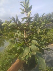 Mai vàng, chậu C8, cây nhiều nụ