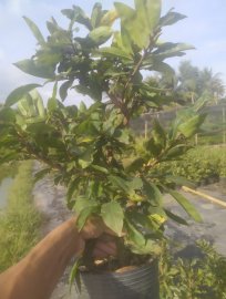 Mai vàng, chậu C8, cây nhiều nụ
