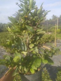 Mai vàng, chậu C8, cây nhiều nụ