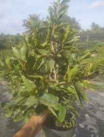 Mai vàng, chậu C8, cây nhiều nụ