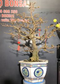 Sale cuối năm . Cả nhà vào live ủng hộ e nhé