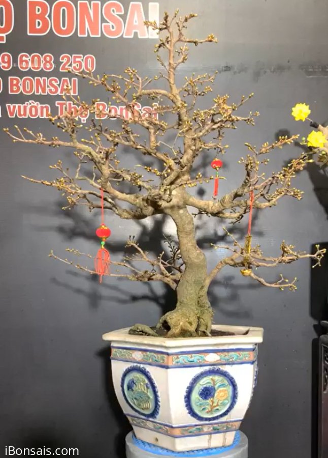 Sale cuối năm . Cả nhà vào live ủng hộ e nhé