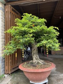 Me đẹp cho anh em sưu tầm chơi tết