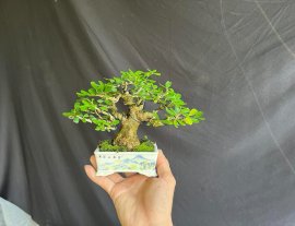 Linh sam siu bông