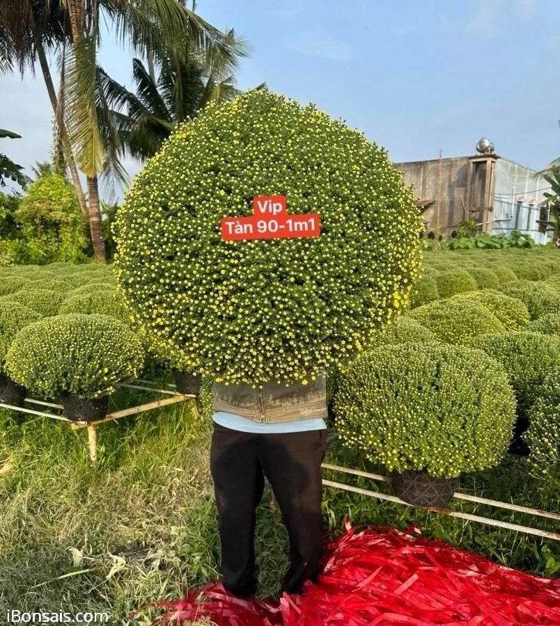 ĐẤU GIÁ HOA TẾT 0 đồng, giá trên thị trường 380k/1 cặp