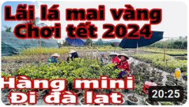 Lãi lá mai vàng chơi tết
