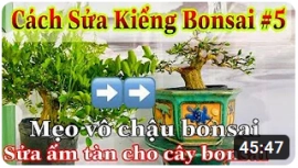 Cách sửa kiểng bonsai #5