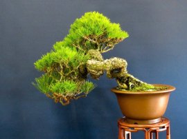 Thông đen nhật bản .cây đáng sưu tầm