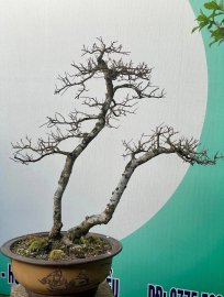 Hải Châu lá trung